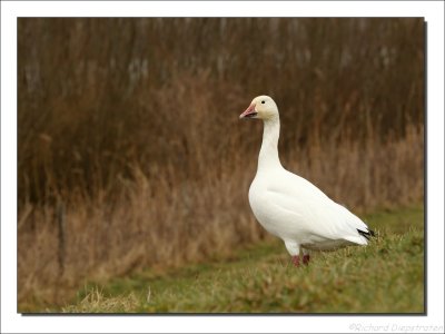 Sneeuwgans - Anser caerulescens - Snow Goose