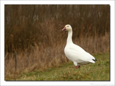 Sneeuwgans    -    Snow Goose