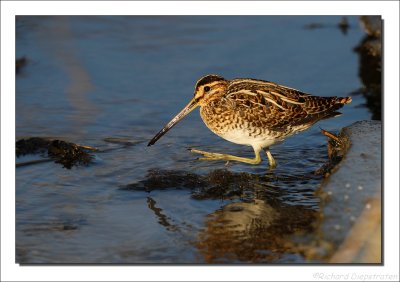 Watersnip - Gallinago gallinago - Snipe