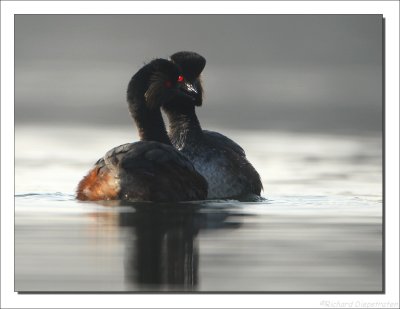 Geoorde Fuut - Podiceps nigricollis - Black-necked Grebe