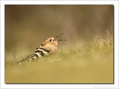 Hop - Upupa epops - Hoopoe