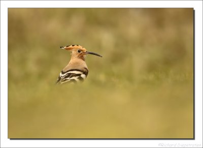 Hop - Upupa epops - Hoopoe