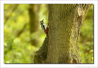 Grote Bonte Specht - Dendrocopos major - Great Spotted Woodpecker