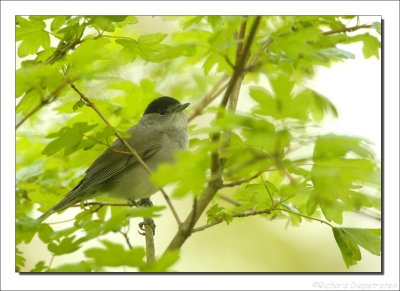 Zwartkop - Sylvia atricapilla - Blackcap