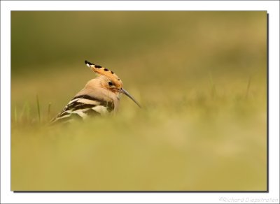 Hop - Upupa epops - Hoopoe