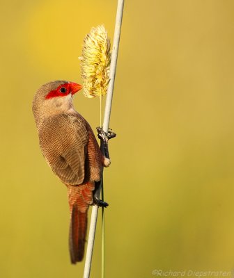 Sint Helenafazantje - Estrilda astrild - Common Waxbill