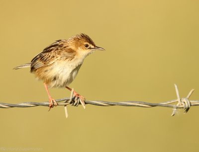 Graszanger - Cisticola juncidis - Zitting Cisticola