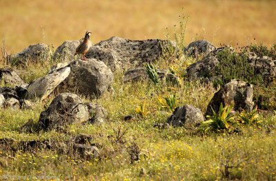 Rode Patrijs - Red-legged Partridge