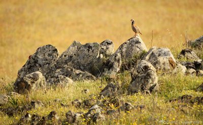 Rode Patrijs - Alectoris rufa - Red-legged Partridge