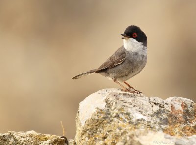 Kleine Zwartkop - Sylvia melanocephala - Mediterranean Warbler