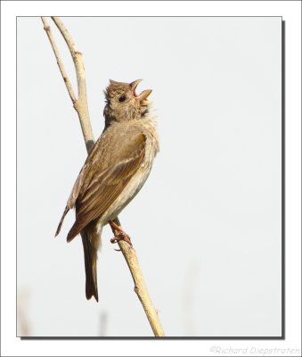 Roodmus - Carpodacus erythrinus - Scarlet Rosefinch