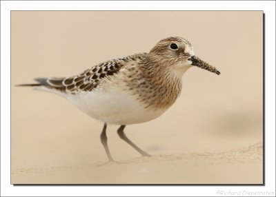 Bairds Strandloper - Calidris bairdii - Baird's Sandpiper