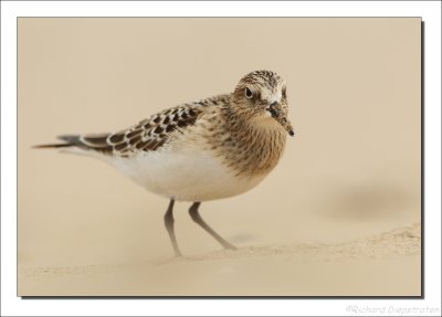 Bairds Strandloper - Calidris bairdii - Baird's Sandpiper