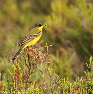 Gele kwikstaart - Motacilla flava - Blue-headed Wagtail