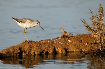 Groenpootruiter - Tringa nebularia - Greenshank