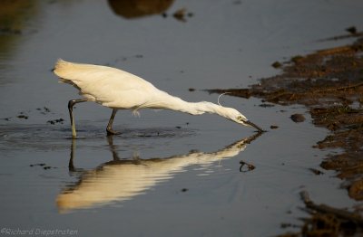 Kleine Zilverreiger - Egretta garzetta - Little Egret