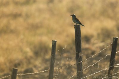 Scharrelaar - Coracias garrulus - Roller 