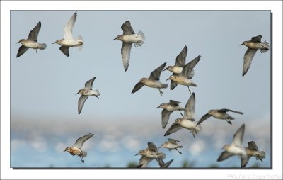 Kanoet - Calidris canutus - Knot