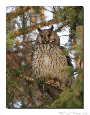 Ransuil - Asio otus - Long-eared Owl