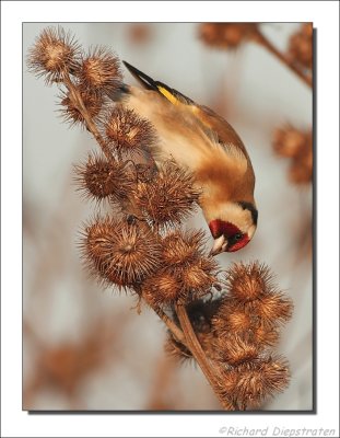 Putter - Carduelis carduelis - Goldfinch