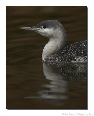 Roodkeelduiker - Gavia stellata - Red-throated Diver