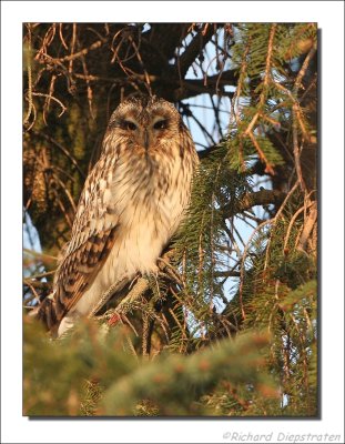 Velduil - Asio flammeus - Short-eared Owl