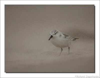 Drieteenstrandloper - Calidris alba - Sanderling