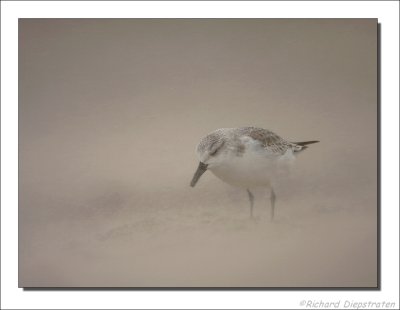 Drieteenstrandloper - Calidris alba - Sanderling