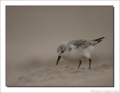 Drieteenstrandloper - Calidris alba - Sanderling