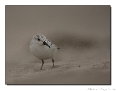 Drieteenstrandloper - Calidris alba - Sanderling