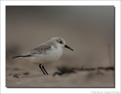 Drieteenstrandloper - Calidris alba - Sanderling