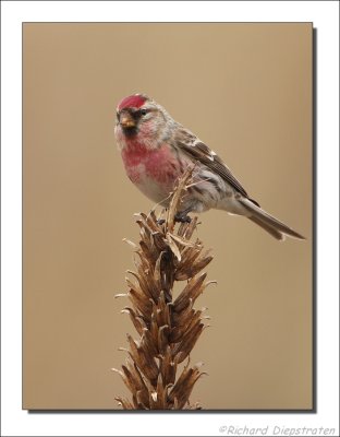 Grote Barmsijs - Carduelis flammea flammea - Mealy Redpoll