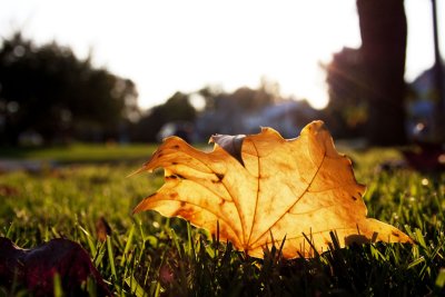 Leaf on ground