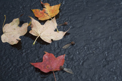 October Pictures LeavesEDITweb.jpg