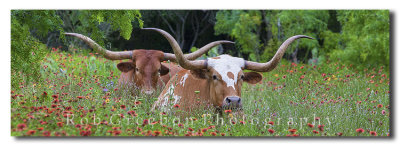 Texas Wildflowers and Texas Longhorns