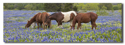 Horses in the bluebonnet field - a bluebonnet panorama