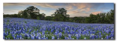 Texas Bluebonnet Panorama - Spring Sunset - San Saba County