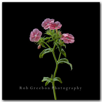 Texas Wildflowers - Pink Drummond Phlox