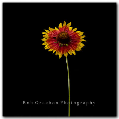 Texas Wildflowers - Indian blanket