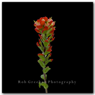 Texas Wildflowers - Indian Paintbrush