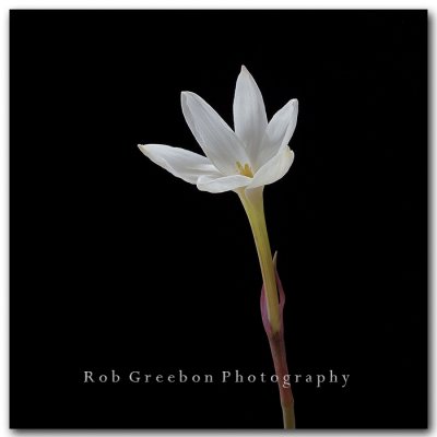Texas Wildflowers - Rain Lily
