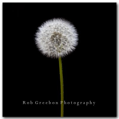 Dandelion fading 2 Colorado 