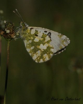 Bergmarmerwitje - Euchloe simplonia