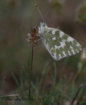 Resedawitje - Pontia daplidice