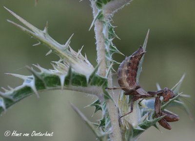 European Dwarf Mantis Andalusie 31 juli 2011