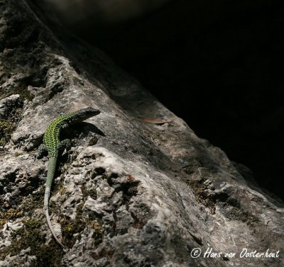 Andalusian Wall Lizard Andalusie 18 juli 2011