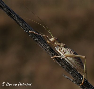 Ephippigerida carinata Andalusie 23 juli 2011