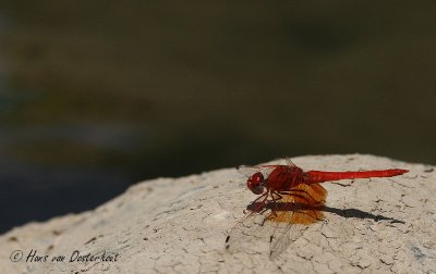 Oranje Zonnewijzer Andalusie 23 juli 2011