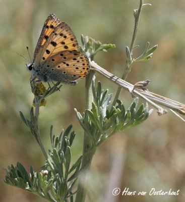 Violette Vuurvlinder Andalusie 31 juli 2011