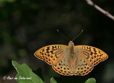 Kardinaalsmantel - Argynnis pandora